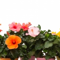 Hibiscus rosa-sinensis - Rose de Chine