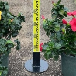 Hibiscus rosa-sinensis