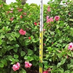 Hibiscus rosa-sinensis