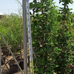 Hibiscus rosa-sinensis