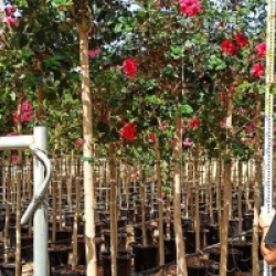 Hibiscus rosa-sinensis