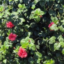 Hibiscus rosa-sinensis