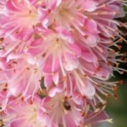 Clethra alnifolia 'Ruby Spire'