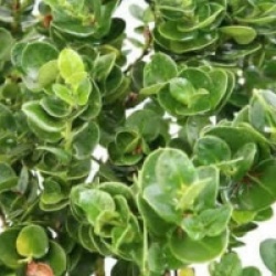 Carissa macrocarpa 'Prostrata'