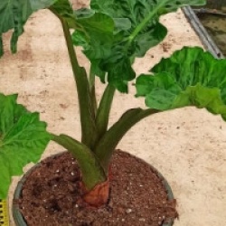 Alocasia 'Low Rider'