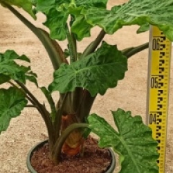 Alocasia 'Low Rider'