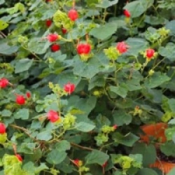 Malvaviscus penduliflorus