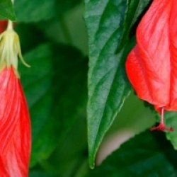 Malvaviscus penduliflorus