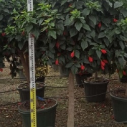 Malvaviscus penduliflorus