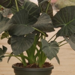 Alocasia 'Regal Shield'