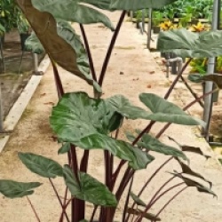 Taro Yucatan Princess