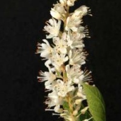 Clethra alnifolia 'Paniculata'