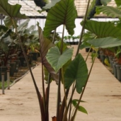 Alocasia 'Sumo'