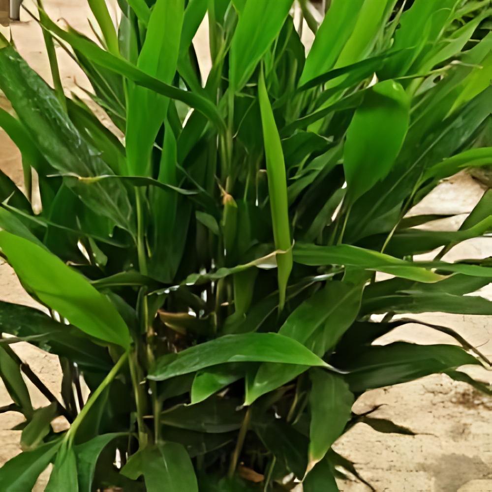 Alpinia galanga - Grand Galanga