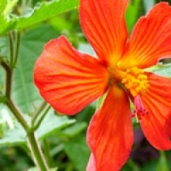 Pavonia miskii - Pavonie