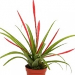 Tillandsia flabellata