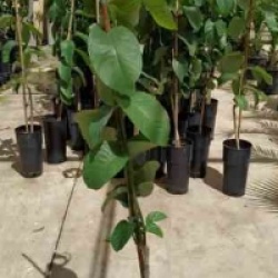 Annona cherimola 'Alboran'