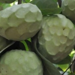 Annona cherimola 'Alboran'