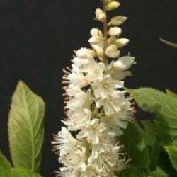 Clethra alnifolia 'Paniculata'