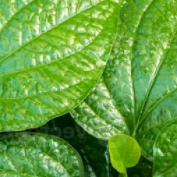 Piper sarmentosum - Poivre B�tel sauvage