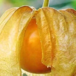 Physalis peruviana - Coqueret du P�rou