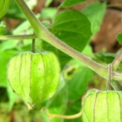 Physalis peruviana