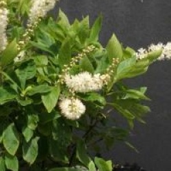 Clethra alnifolia 'Paniculata'