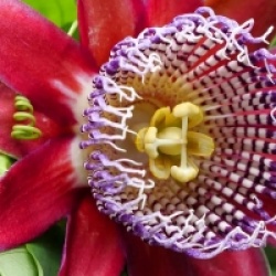 Passiflora quadrangularis