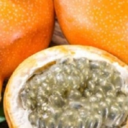 Passiflora ligularis orange - Grenadille douce