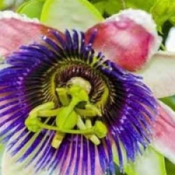 Passiflora edulis 'Moranda' - Grenadille jaune Moranda