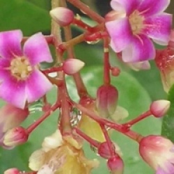 Averrhoa Carambola 'Fwang Tung'