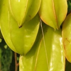 Averrhoa Carambola 'Fwang Tung' - Carambolier Fwang Tung