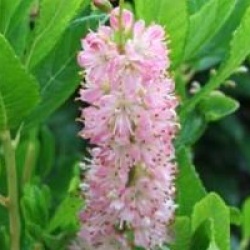Clethra alnifolia 'Ruby Spire'