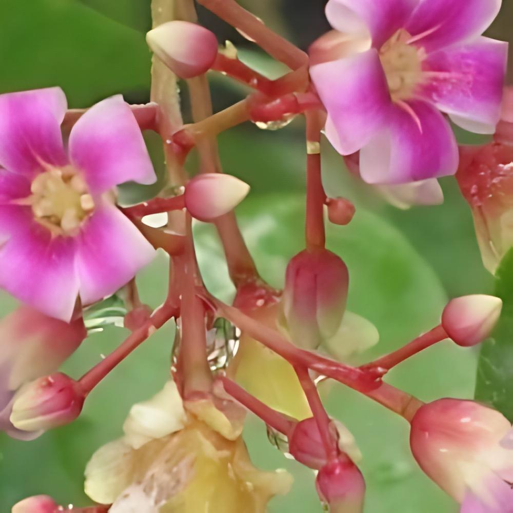 Averrhoa Carambola 'Arking' - Carambolier Arking