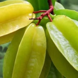 Averrhoa Carambola 'Arking'