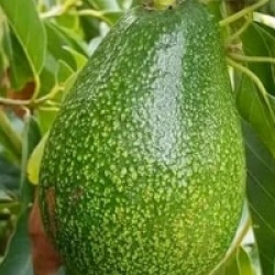 Persea americana 'Ettinger'