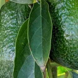 Persea americana 'Lamb Hass' - Avocatier Lamb Hass
