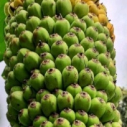Musa acuminata chiliocarpa / Musa 'Pisang seribu'