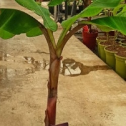 Musa acuminata 'Red Dacca'