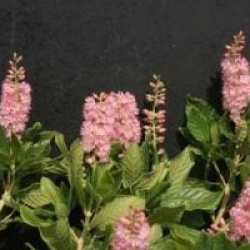 Clethra alnifolia 'Ruby Spire'