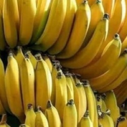 Musa acuminata 'Gran Nain'