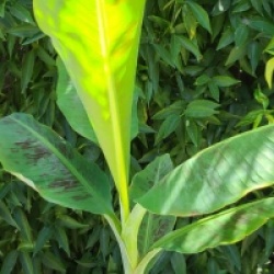 Musa acuminata 'Gran Nain'