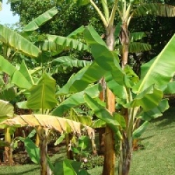 Musa acuminata 'Gran Nain' - Bananier Gran Nain