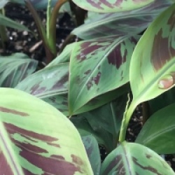 Bananier Musa sumatrana zebrina / Musa zebrina 'rojo' - Bananier zebrina � bananes rouges