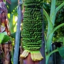 Musa acuminata chiliocarpa / Musa 'Pisang seribu'