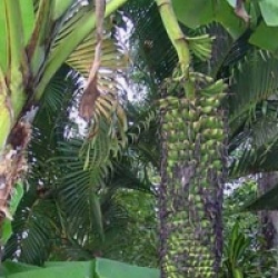 Musa acuminata chiliocarpa / Musa 'Pisang seribu'