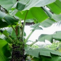 Musa acuminata chiliocarpa / Musa 'Pisang seribu'