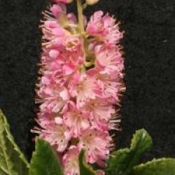 Clethra alnifolia 'Ruby Spire'