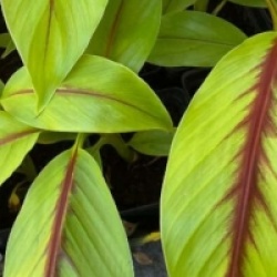 Musa itinerans Forma Indica