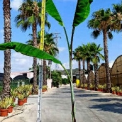 Musa cheesmanii
